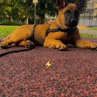 Malinois