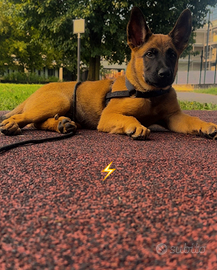 Malinois