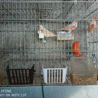 Canarini vari colori