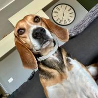 Una famiglia per Luna simil beagle 4 anni