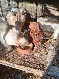 Moroseta e cocincina