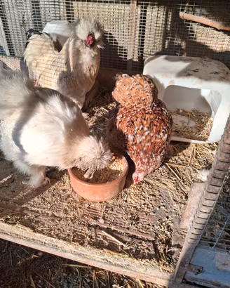 Moroseta e cocincina