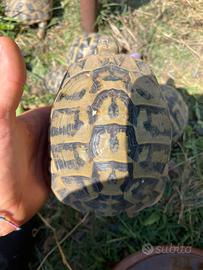 Testudo HH