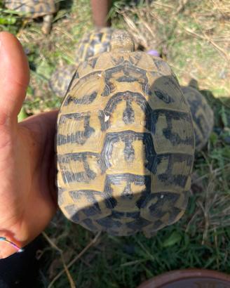 Testudo HH