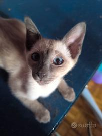 Siamese Tradizionale, Thai pedigree e microchip