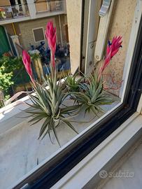 2 piante di tillandsia aeranthos ora senza fiori