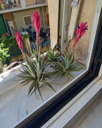 2 piante di tillandsia aeranthos ora senza fiori