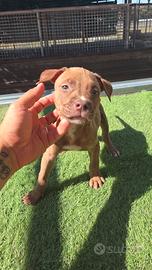 pitbull 