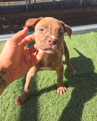 pitbull 