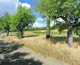 TERRENO AGRICOLO PIANEGGIANTE