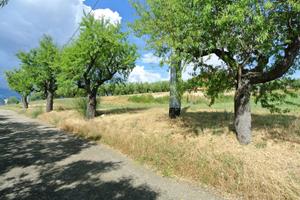 TERRENO AGRICOLO PIANEGGIANTE