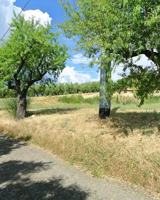 TERRENO AGRICOLO PIANEGGIANTE