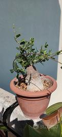 Pianta succulenta, Fockea Edulis