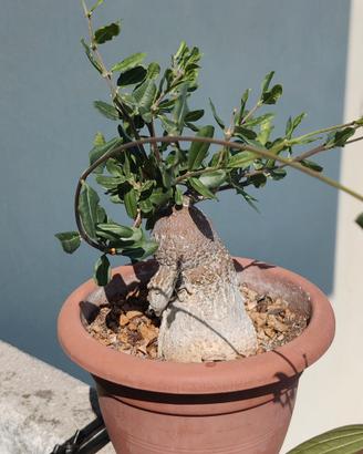 Pianta succulenta, Fockea Edulis