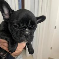 Bulldog Francese