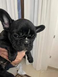 Bulldog Francese