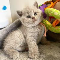 British shorthair