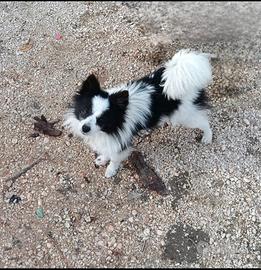 Femmina di volpino italiano con pedigree