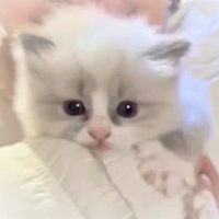 Be££issimi & do£cissimi CUCCIOLI DI RAGDOLL PURI