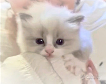 Be££issimi & do£cissimi CUCCIOLI DI RAGDOLL PURI