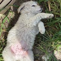 CANI meticci di pastore maremmano