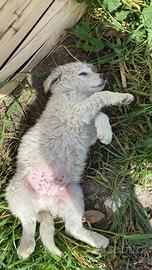 CANI meticci di pastore maremmano