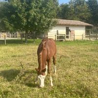 Puledro maschio Quarter Horses 2025