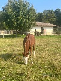 Puledro maschio Quarter Horses 2025