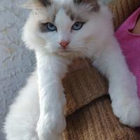 Cuccioli di ragdoll con pedigree Enfi