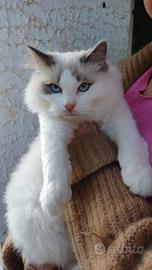 Cuccioli di ragdoll con pedigree Enfi