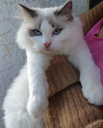 Cuccioli di ragdoll con pedigree Enfi