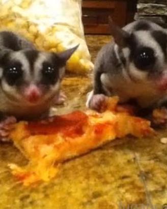 Petauri da zuccheri a soli 200 con gabbia