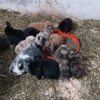 Cuccioli conigli coniglietti ariete minilop
