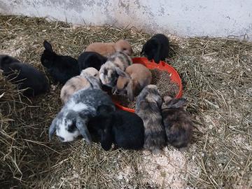 Cuccioli conigli coniglietti ariete minilop