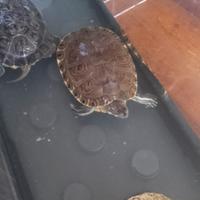 2 Tartarughe acqua dolce