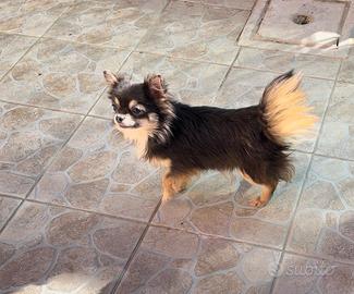 Chihuahua femmine giovani adulte pelo lungo