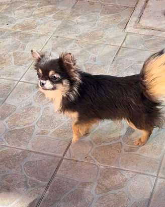 Chihuahua femmine giovani adulte pelo lungo