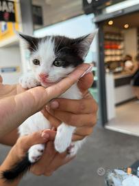 Gattina di 2 mesi
