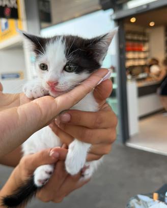 Gattina di 2 mesi