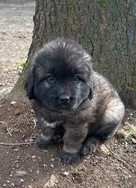 Cucciolo Pastore del Caucaso