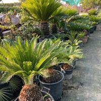 cycas pianta