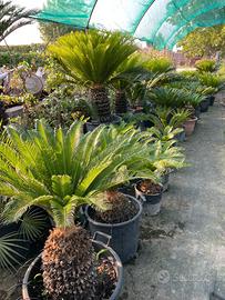 cycas pianta