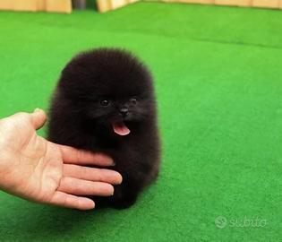 Spitz pomerania mini