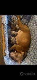 Cuccioli Pit bull