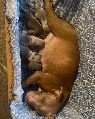 Cuccioli Pit bull