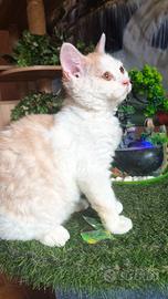 Selkirk rex cuccioli con pedigree 