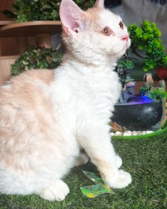 Selkirk rex cuccioli con pedigree 