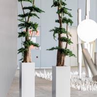 Albero di Ginepro stabilizzato 100 cm + vaso!