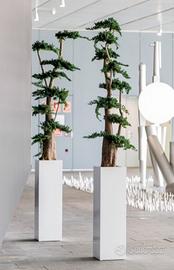 Albero di Ginepro stabilizzato 100 cm + vaso!