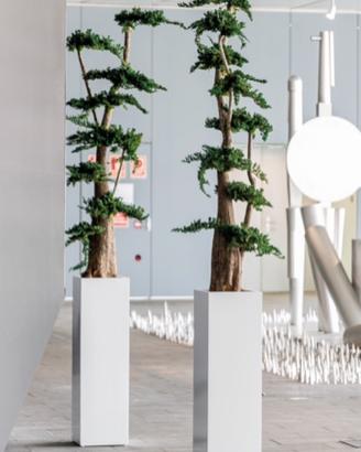 Albero di Ginepro stabilizzato 100 cm + vaso!